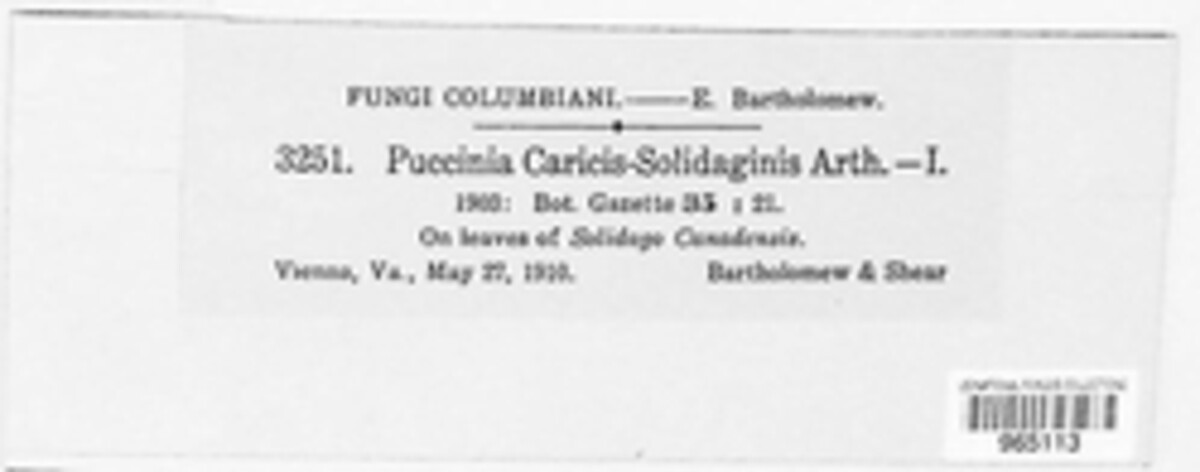 Puccinia caricis-solidaginis image